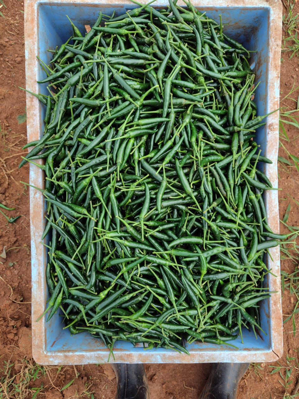Hand-harvested French beans on a Rwandan partner farm