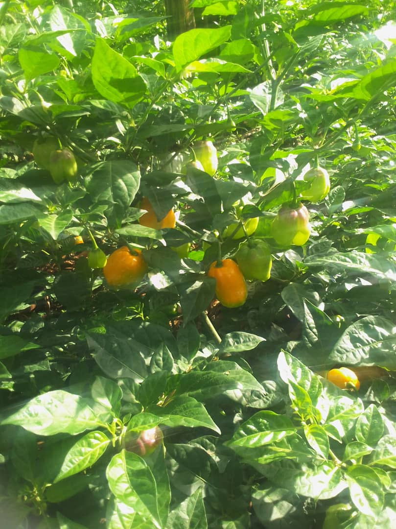 Habanero chillies ripening on the plant