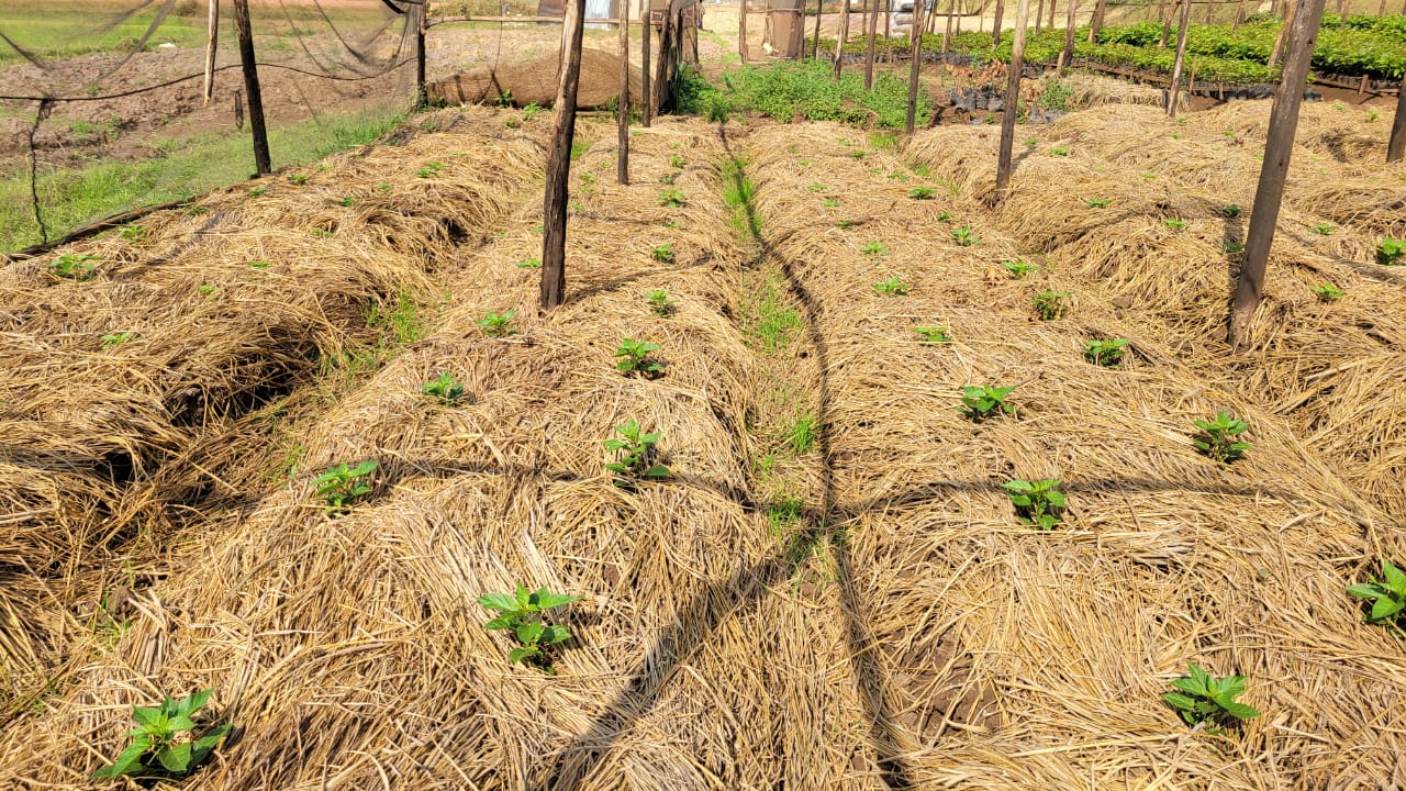 Prepared seed beds before planting