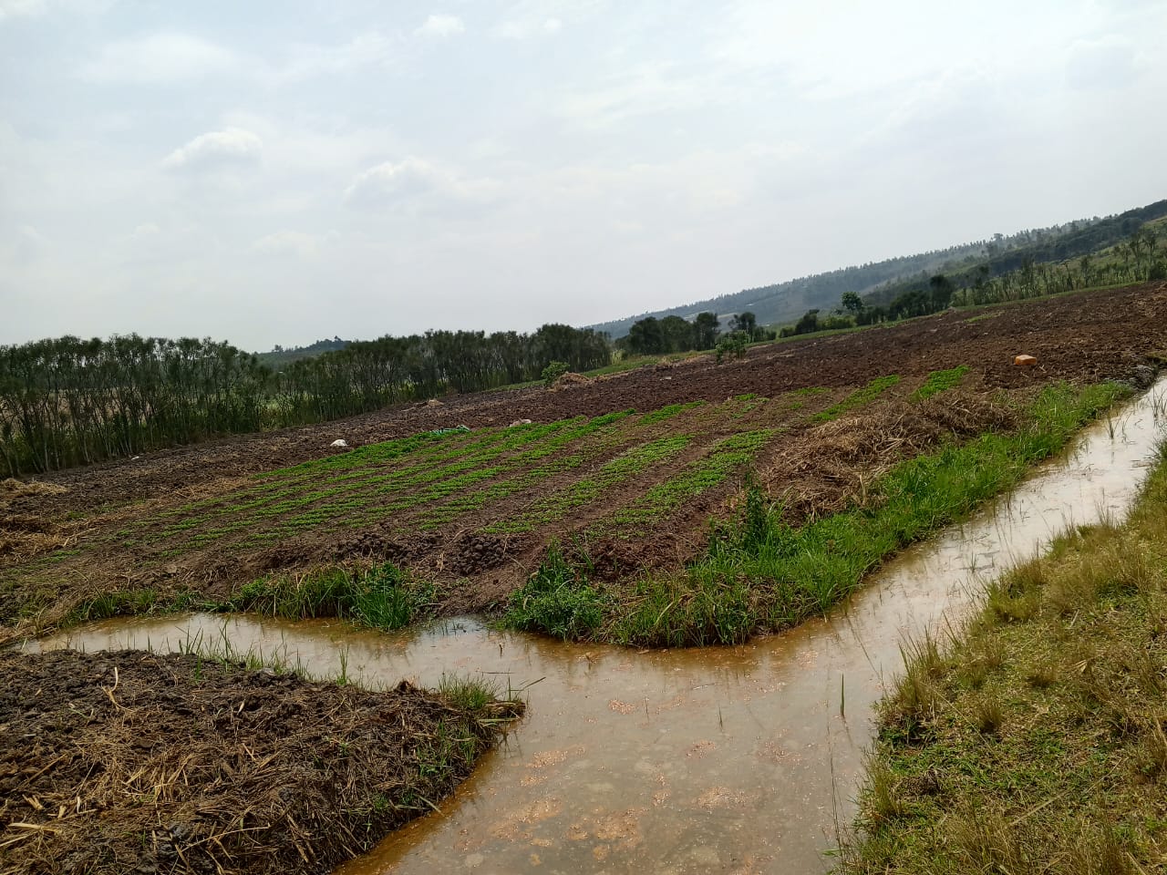 Irrigated fields