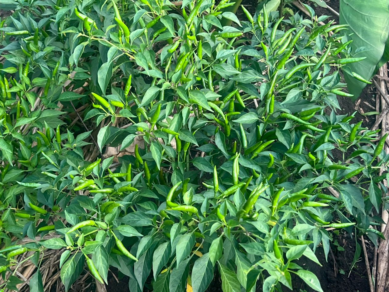 Chilli field under cultivation