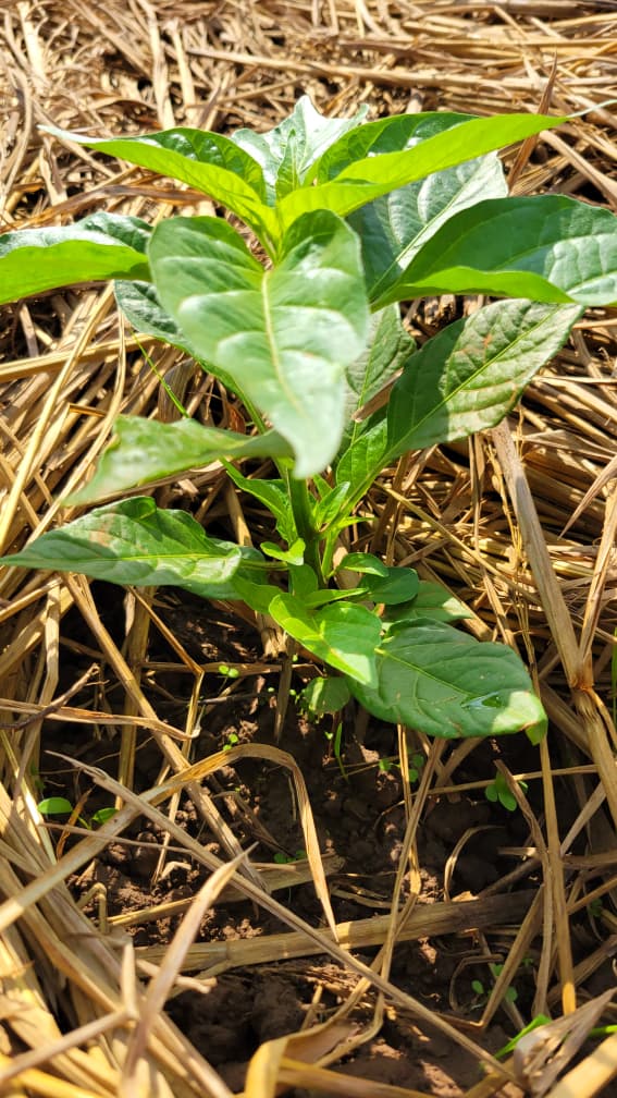 A healthy young seedling