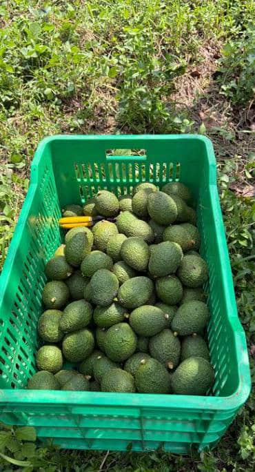 Avocado crate