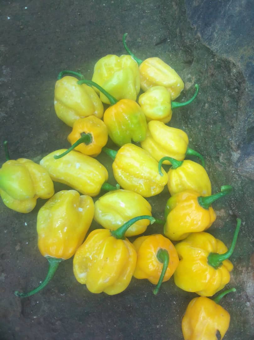 Habanero plant bearing fruit