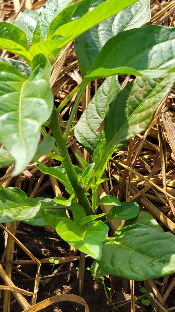 Vegetable seedlings in the nursery