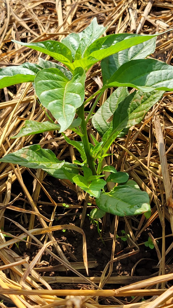 Rows of young seedlings ready for transplant